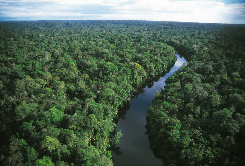 La floresta amazónica