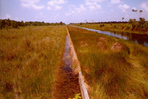 Vertedero de avenidas de 8000 pies
de largo, Boerasirie Conservancy, Guyana. 