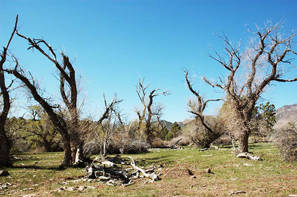 Dead riparian trees near Ash Creek, Utah (2008)