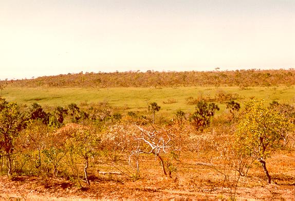 Vegetational gradient in the savannah woodlands of Mato Grosso, Brazil