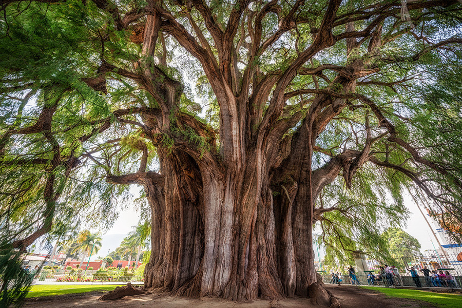 The widest tree in the world