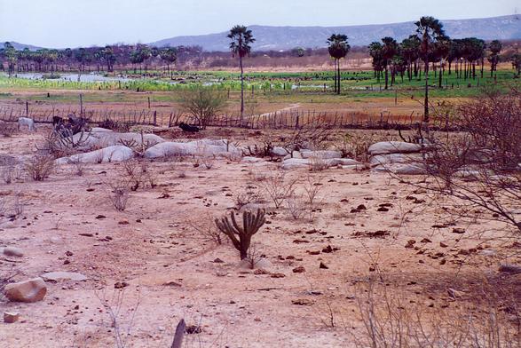 Sahel precipitation anomalies