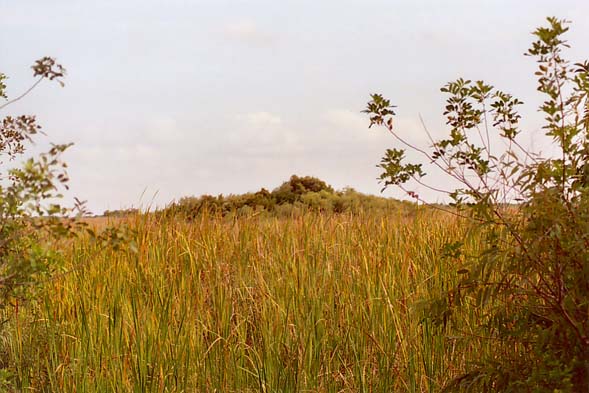 A hummock near the Tamiami Trail, the Everglades, Florida