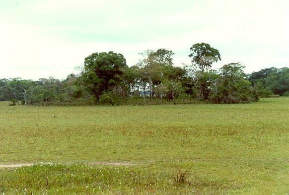 Large hummock in the Pantanal of Mato Grosso, Brazil