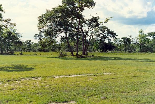 Camelln pequeo (murundu) en el Pantanal del Mato Groso, Brasil.