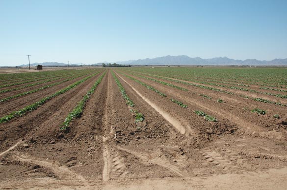 Furrow irrigation, Wellton-Mohawk, Arizona