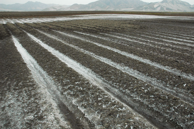 Salinized irrigation field, Chao valley, Peru