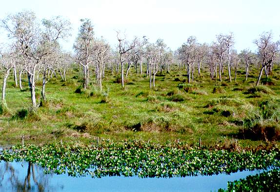 Gran Pantano de Mato Grosso, Brasil.

