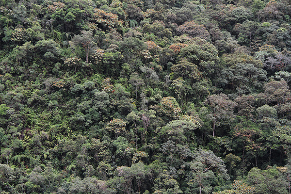  Montane forest near Loja, Ecuador