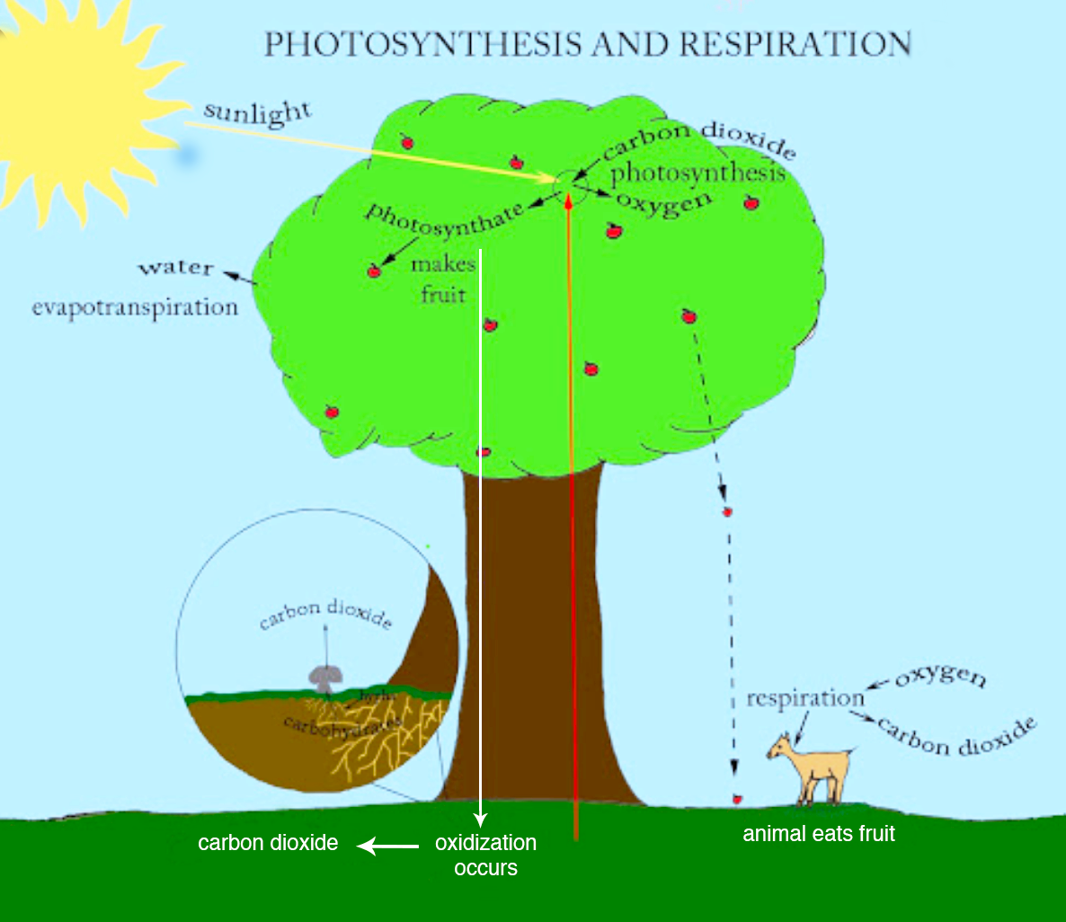 photosynthesis and respiration graph